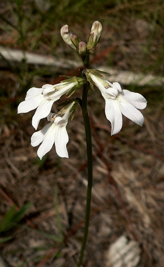 {Lobelia paludosa}